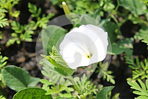 White bindweed