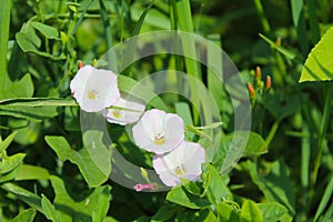 White bindweed