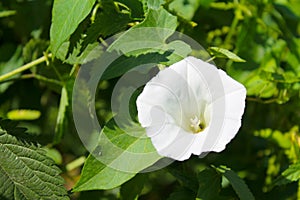 White bindweed