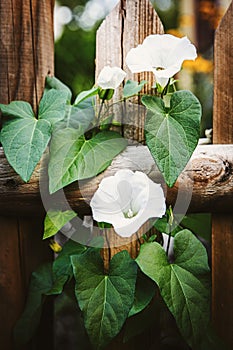white bindweed plant in midsummer on a wooden fence