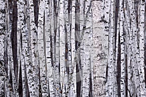 White Birch