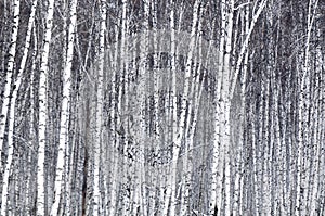 White Birch