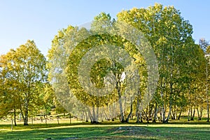 White Birch in the autumn