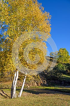 White Birch in the autumn