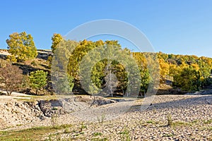 White Birch in the autumn