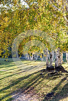 White Birch in the autumn