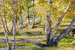 White Birch in the autumn