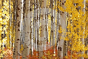 White Birch in Autumn Glory