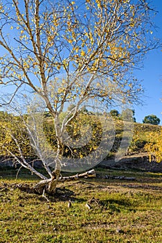 White Birch in the autumn