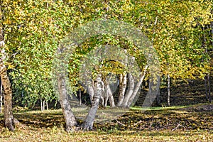 White Birch in the autumn