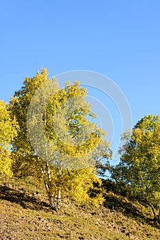 White Birch in the autumn