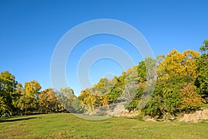 White Birch in the autumn