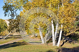 White Birch in the autumn