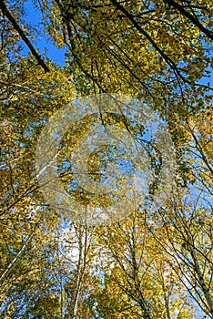 The White Birch autumn scenery