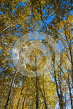 The White Birch autumn scenery