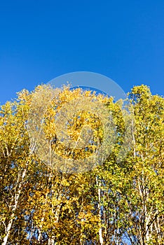 The White Birch autumn scenery