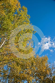 The White Birch autumn scenery