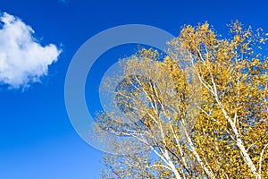 The White Birch autumn scenery