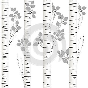 White birch background