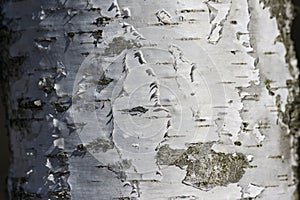 White birch bark