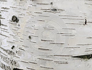 White birch bark with dashes