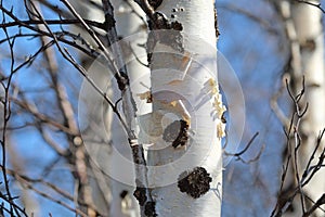 White birch bark on a sunny spring day in the north of Russia