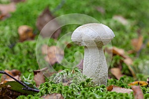 White birch bolete