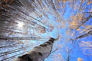 White birch forest