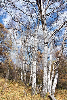 White birch forest