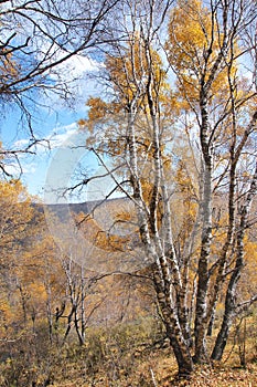 White birch forest