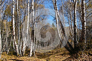 White birch forest