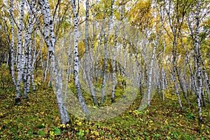 The White Birch Forest