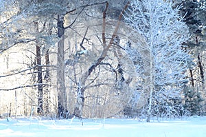 White birch in the forest at the edge