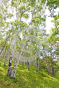 White birch forest landscape
