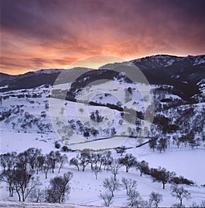 White birch forse afetr snow in the sunset photo