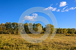 White Birch and grassland