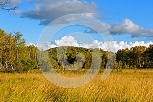 White Birch and grassland