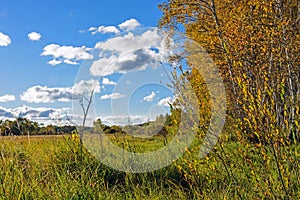 White Birch and grassland