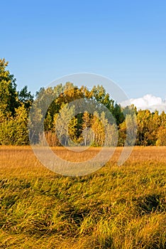 White Birch and grassland