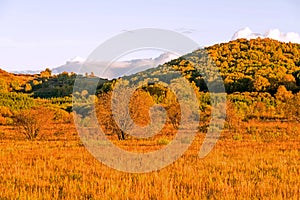 White Birch and grassland