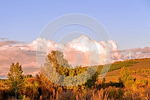 White Birch and grassland