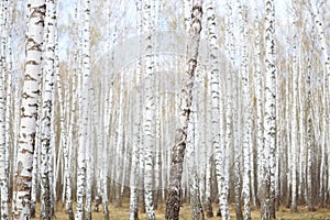 White birch grove in the spring. background
