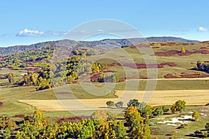 White Birch on the hillside