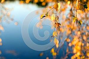 White Birch leaves