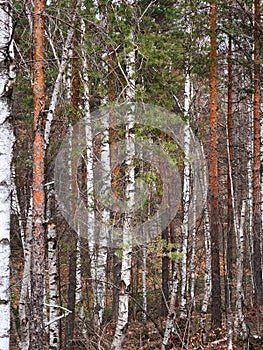 White birch and pine tree woodland landscape at Divcibare, Serbia