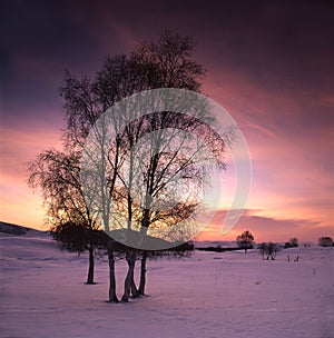 White birch in the snow field