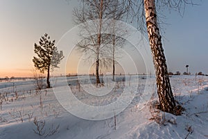 White birch in the snow in winter at dawn