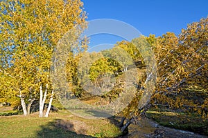 White Birch and stream in the autumn