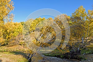 White Birch and stream in the autumn