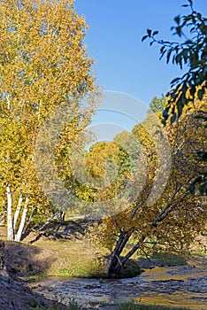 White Birch and stream in the autumn